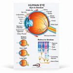 Human Eye Chart